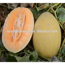 Semillas híbridas del melón de la forma oval larga de MSM08 Fengmi para las ventas